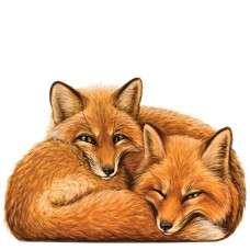 Fuchs Paar 2